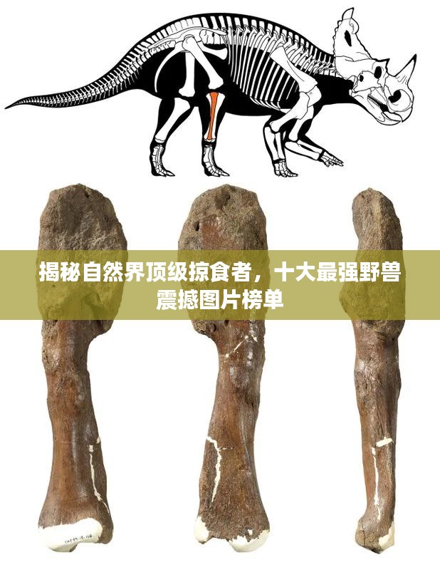 揭秘自然界顶级掠食者，十大最强野兽震撼图片榜单