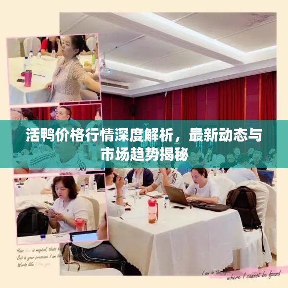 活鸭价格行情深度解析，最新动态与市场趋势揭秘