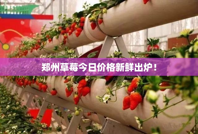 郑州草莓今日价格新鲜出炉！