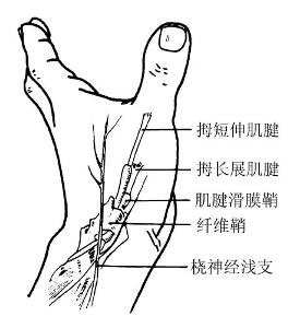 尺桡骨融合最新方法与概述解析