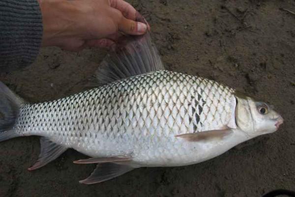 垂钓江湖，最新野钩江湖视频全集