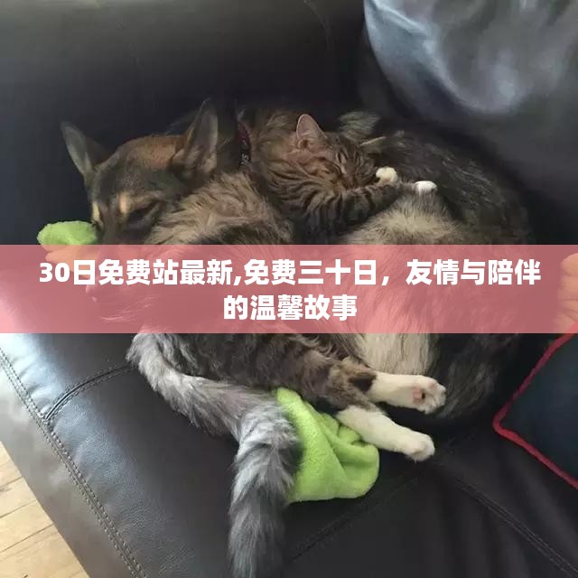 免费三十日，友情与陪伴的温馨故事，最新免费站体验