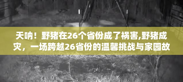 跨越26省份的野猪成灾，家园挑战与温馨守护故事