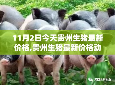 贵州生猪最新价格动态，聚焦要点分析与今日行情解析