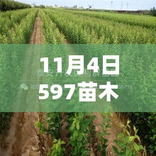 11月4日独家爆料，最新597苗木求购信息，助力苗木价值翻倍！