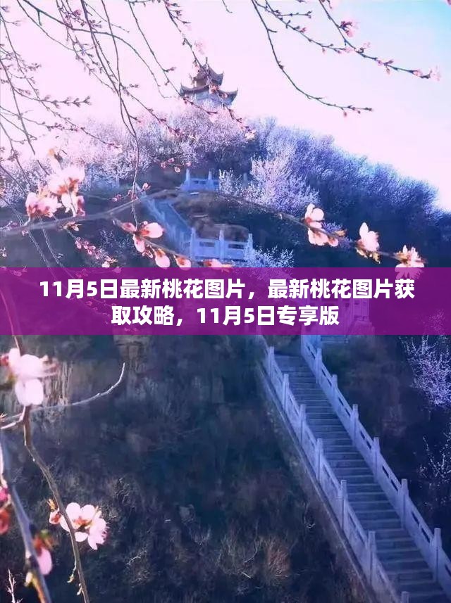 11月5日独家分享，最新桃花图片及获取攻略，专享版桃花盛宴