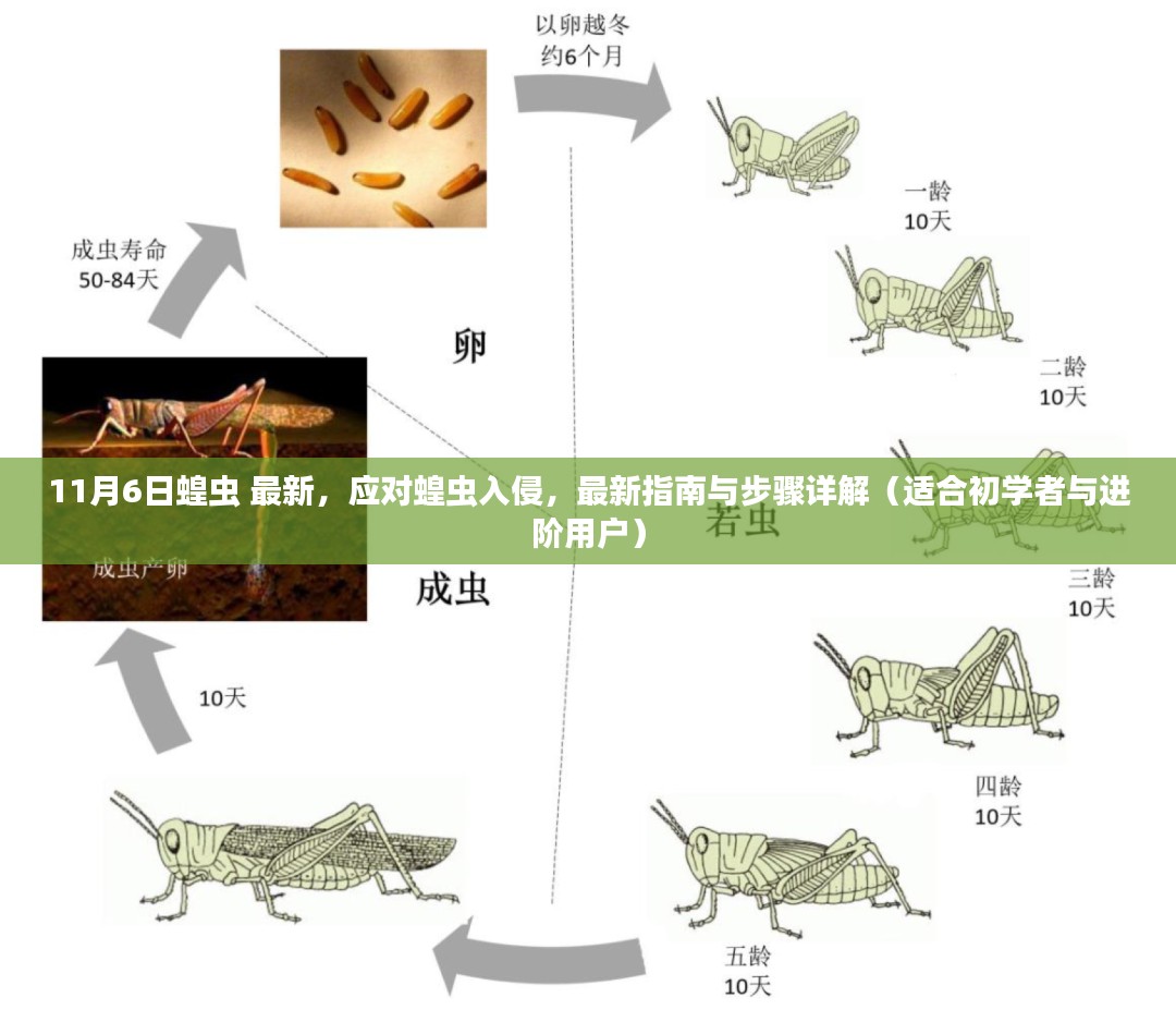 应对蝗虫入侵最新指南与步骤详解，适合初学者与进阶用户