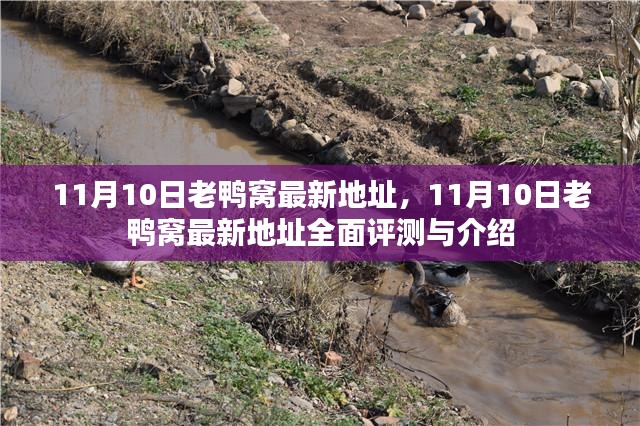 11月10日老鸭窝最新地址全面评测与介绍