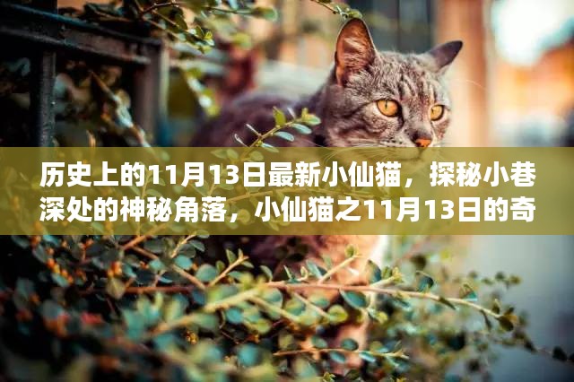 小仙猫探秘记，11月13日的神秘小巷奇幻之旅