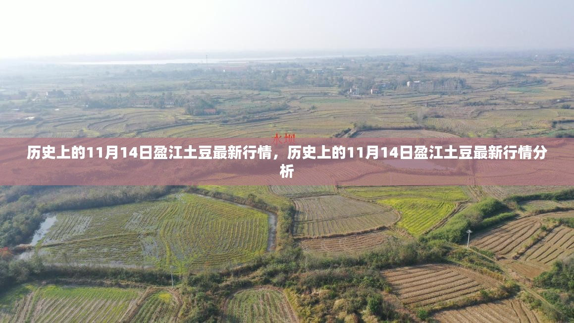 历史上的11月14日盈江土豆行情深度解析与最新动态