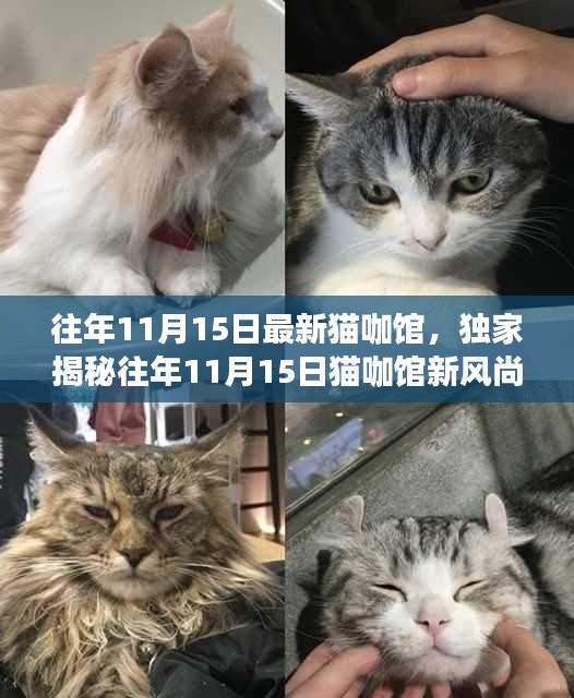 独家揭秘，往年11月15日猫咖馆新风尚——最潮最温馨的猫咪乐园体验！