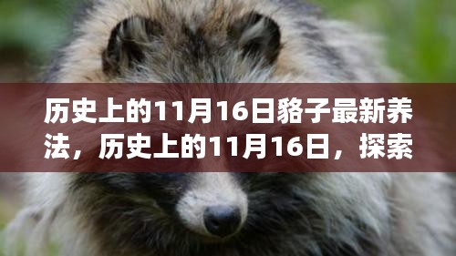 历史上的11月16日，探索貉子最新养法及其争议与争议背后的思考