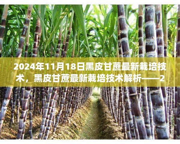 黑皮甘蔗最新栽培技术解析，2024年种植指南