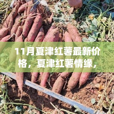 11月夏津红薯，情缘与最新价格，探寻甜蜜薯光之旅