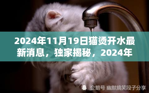 独家揭秘，2024年猫烫开水最新动态与全方位评测深度介绍