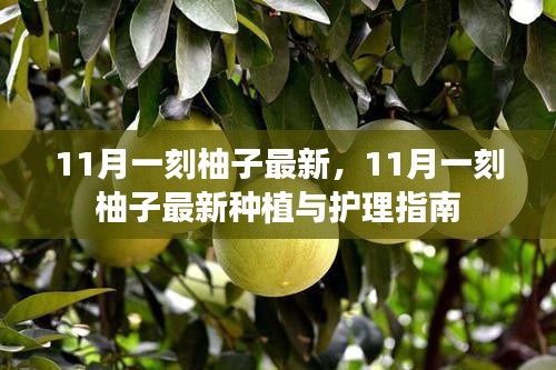 11月一刻柚子最新种植与护理指南，从种植到护理，一站式指南