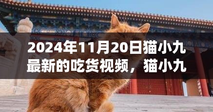 猫小九教你做，吃货视频制作全攻略（最新2024年11月20日版）