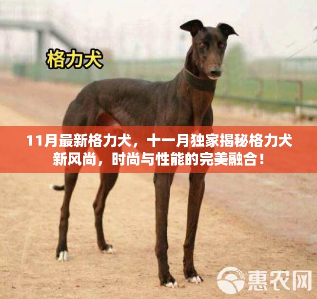 11月最新格力犬，十一月独家揭秘格力犬新风尚，时尚与性能的完美融合！