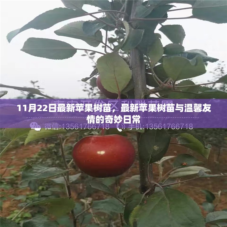 11月22日最新苹果树苗，最新苹果树苗与温馨友情的奇妙日常