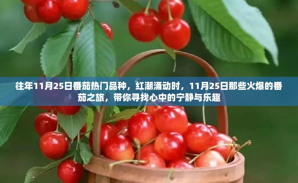 11月25日热门番茄品种探秘，红潮涌动中的宁静与乐趣之旅