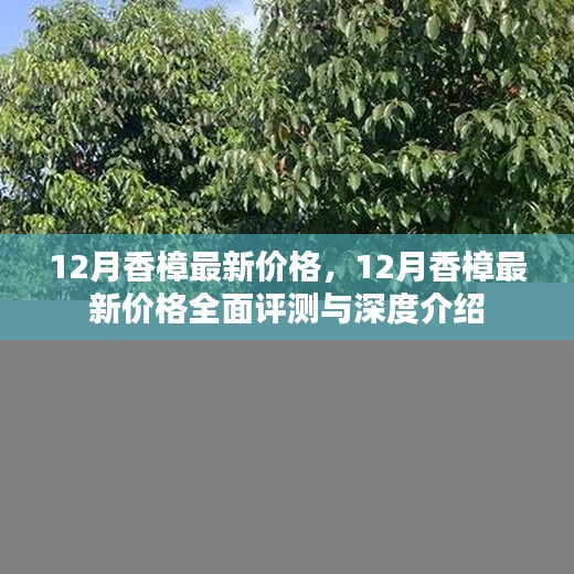 12月香樟最新价格详解，全面评测与深度介绍