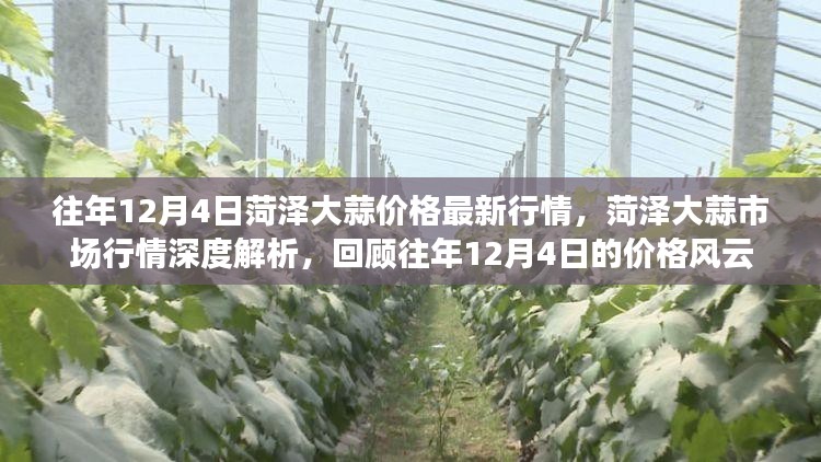 菏泽大蒜市场行情深度解析，回顾往年12月4日的价格风云及最新行情概览。