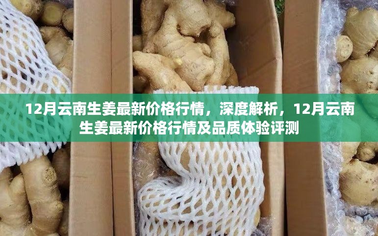 深度解析，12月云南生姜价格行情与品质体验评测报告