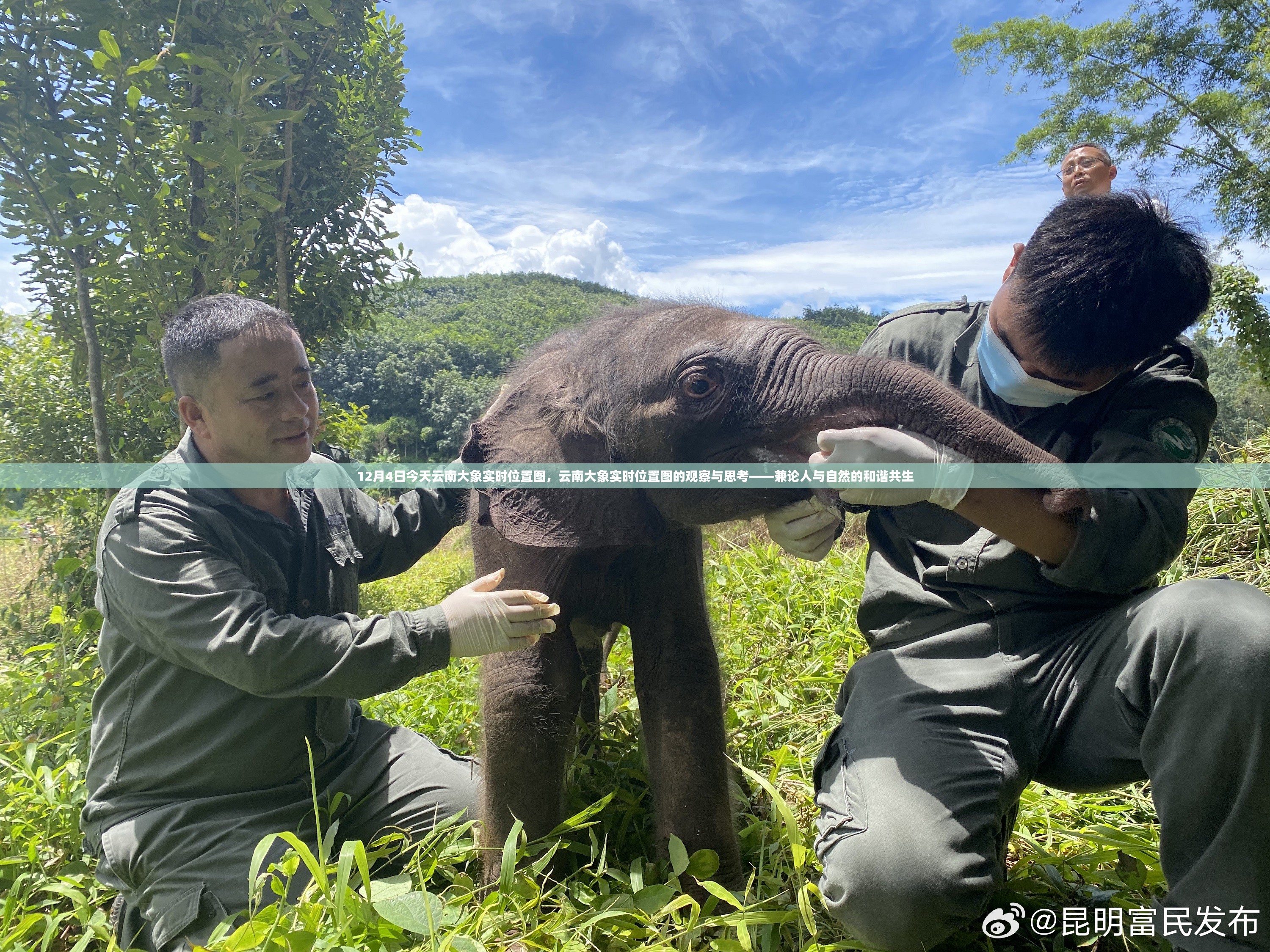 云南大象实时位置观察，人与自然和谐共生的思考