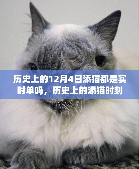 历史上的添猫时刻，一场温馨的猫缘际遇与实时单的探索