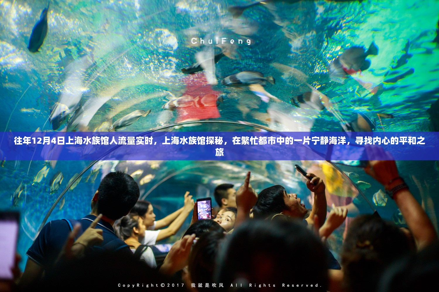 上海水族馆探秘，繁忙都市中的宁静海洋，探寻内心平和之旅的实时体验