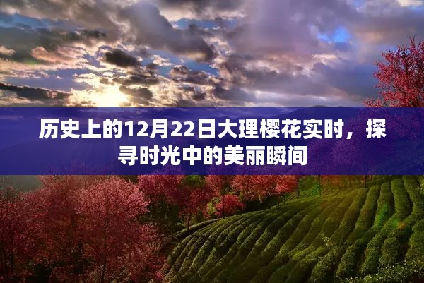 探寻大理樱花时光之美，历史上的12月22日实时记录