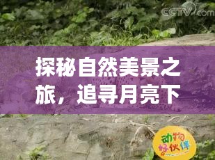 探秘自然美景之旅，月下高速与内心宁静的追寻