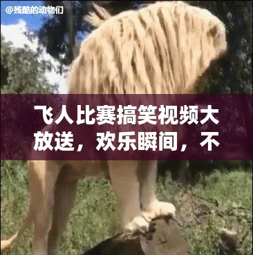 飞人比赛搞笑视频大放送，欢乐瞬间，不容错过！