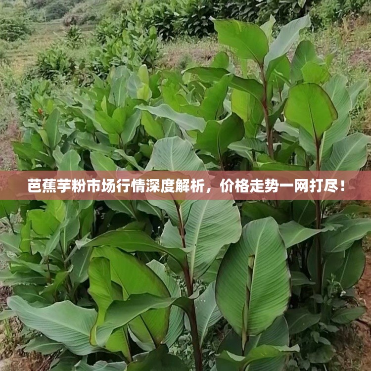 芭蕉芋粉市场行情深度解析，价格走势一网打尽！