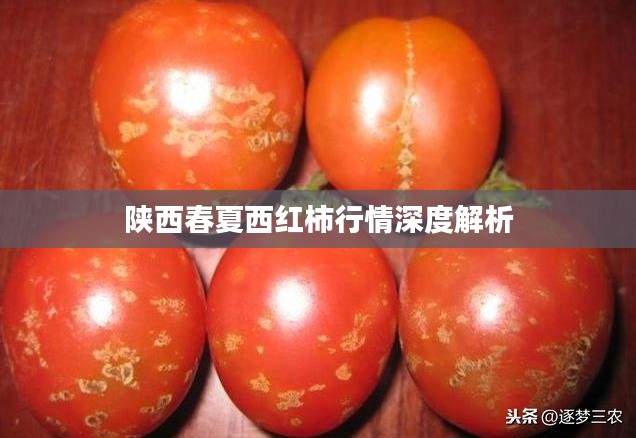 陕西春夏西红柿行情深度解析