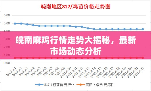 皖南麻鸡行情走势大揭秘，最新市场动态分析