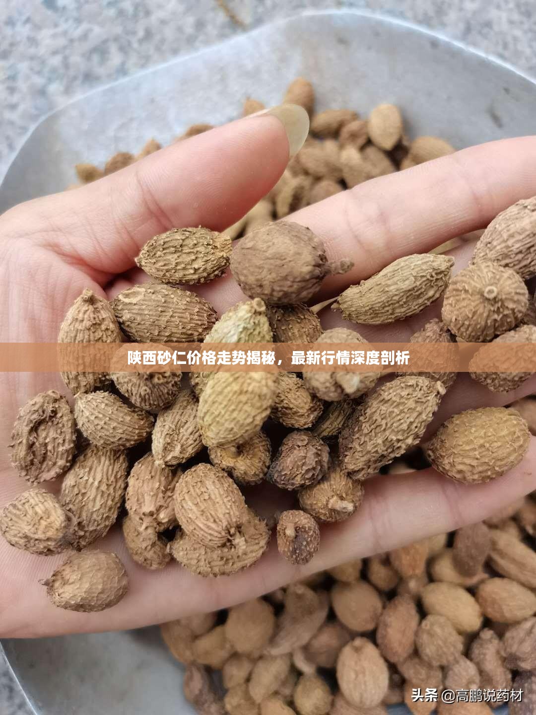 陕西砂仁价格走势揭秘，最新行情深度剖析