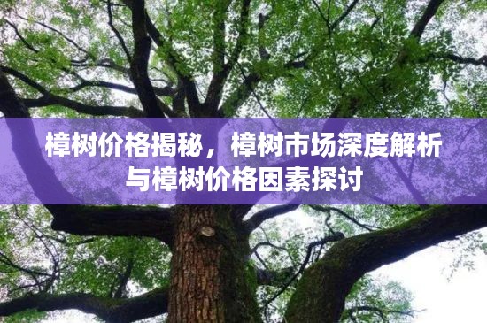 樟树价格揭秘，樟树市场深度解析与樟树价格因素探讨