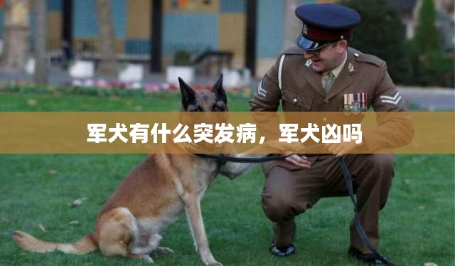 军犬有什么突发病，军犬凶吗 