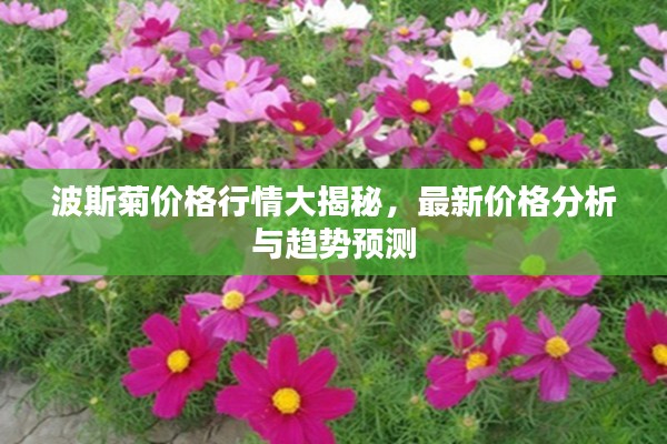 波斯菊价格行情大揭秘，最新价格分析与趋势预测