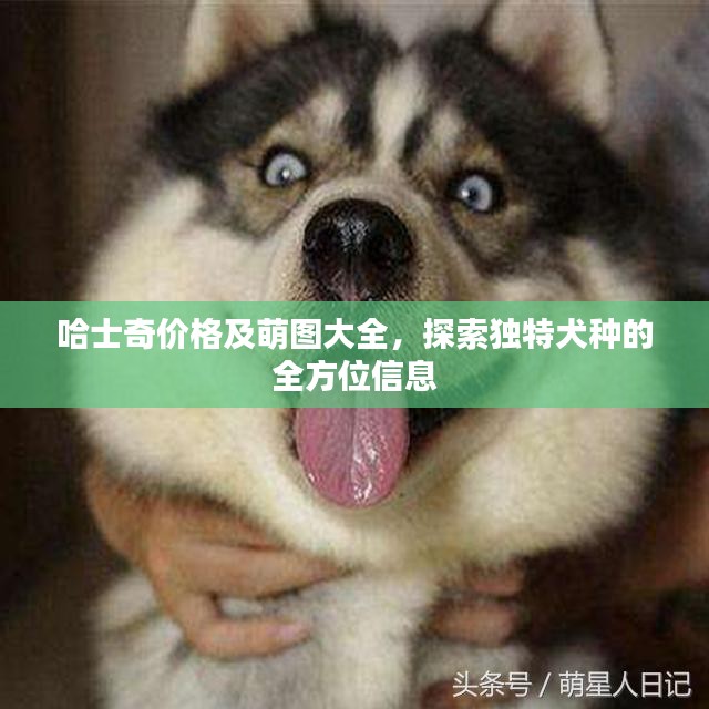 哈士奇价格及萌图大全，探索独特犬种的全方位信息