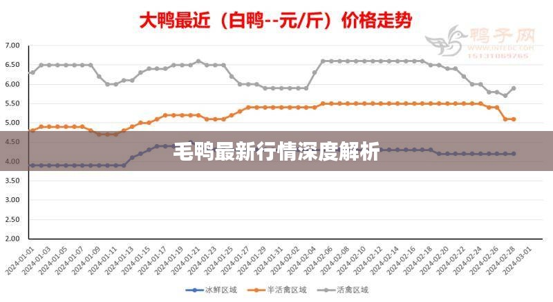 毛鸭最新行情深度解析