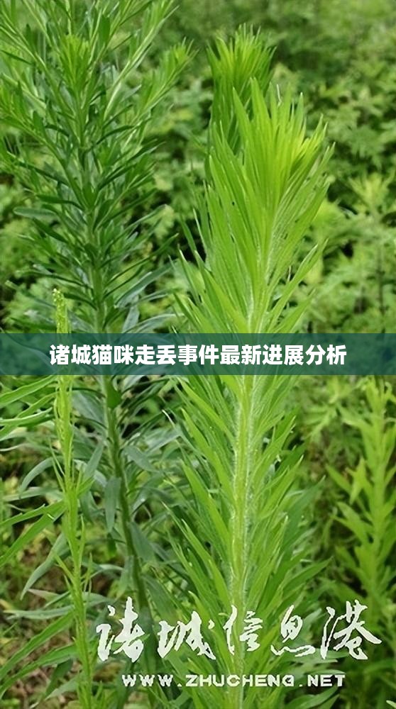 诸城猫咪走丢事件最新进展分析