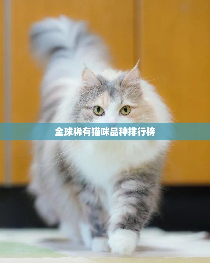 全球稀有猫咪品种排行榜