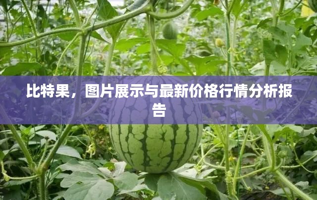 比特果，图片展示与最新价格行情分析报告