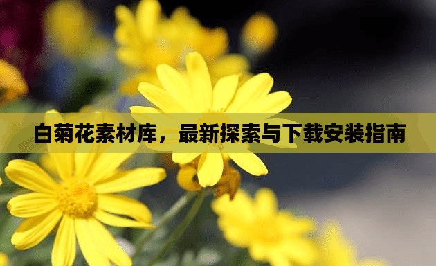 白菊花素材库，最新探索与下载安装指南