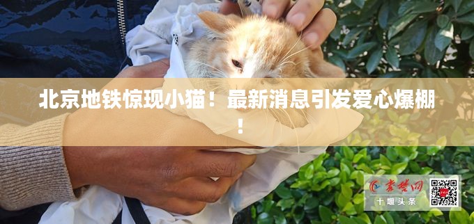 北京地铁惊现小猫！最新消息引发爱心爆棚！