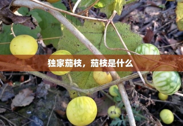 独家茄枝，茄枝是什么 