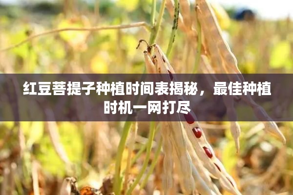 红豆菩提子种植时间表揭秘，最佳种植时机一网打尽