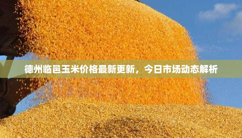 德州临邑玉米价格最新更新，今日市场动态解析